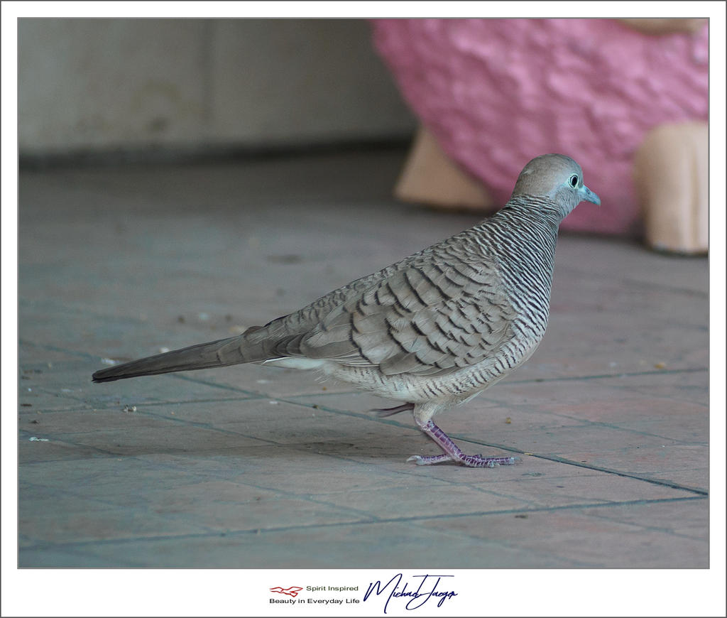 birdy-3.jpg