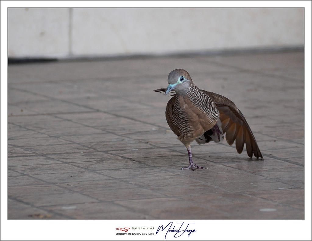 birdy-7.jpg