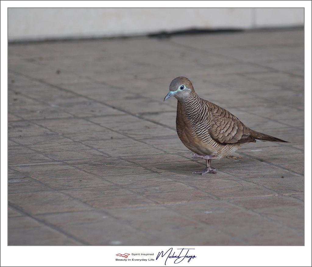 birdy-8.jpg