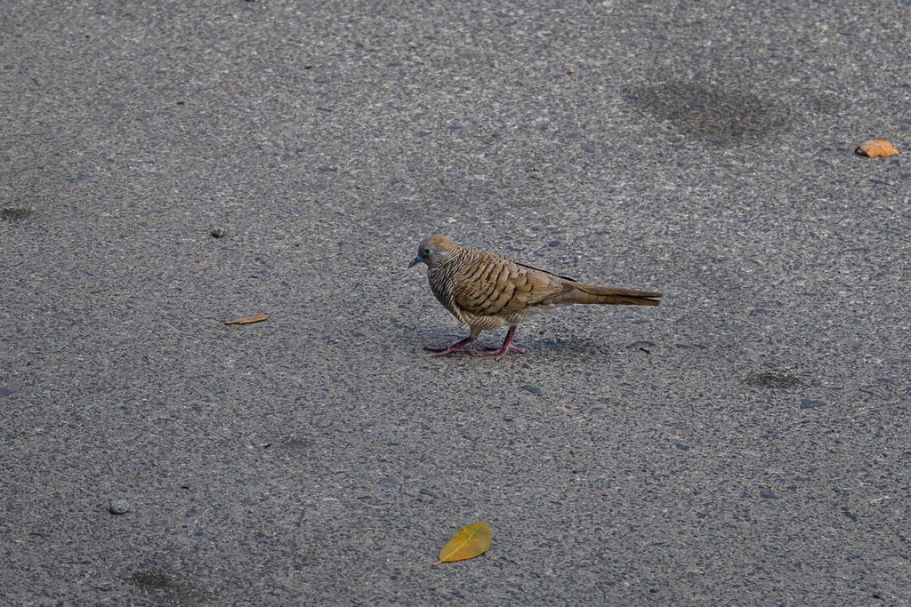 birdy-walk-1-2.jpg