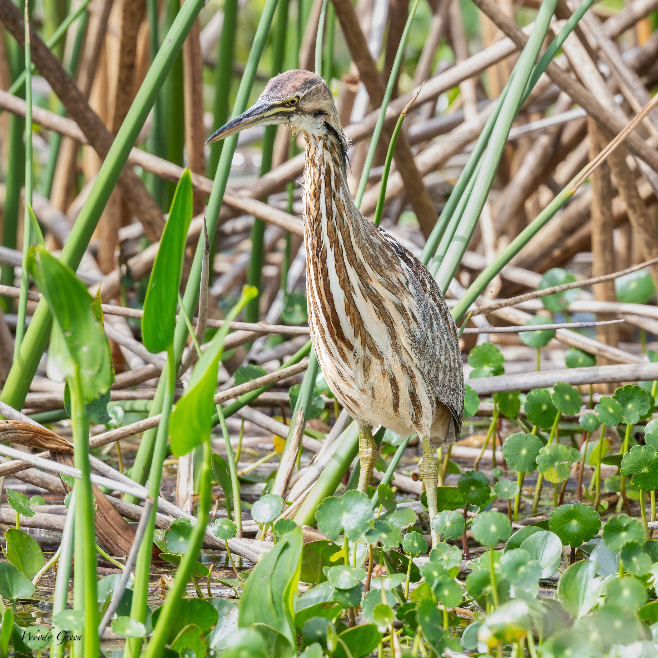 Bittern-630.jpg