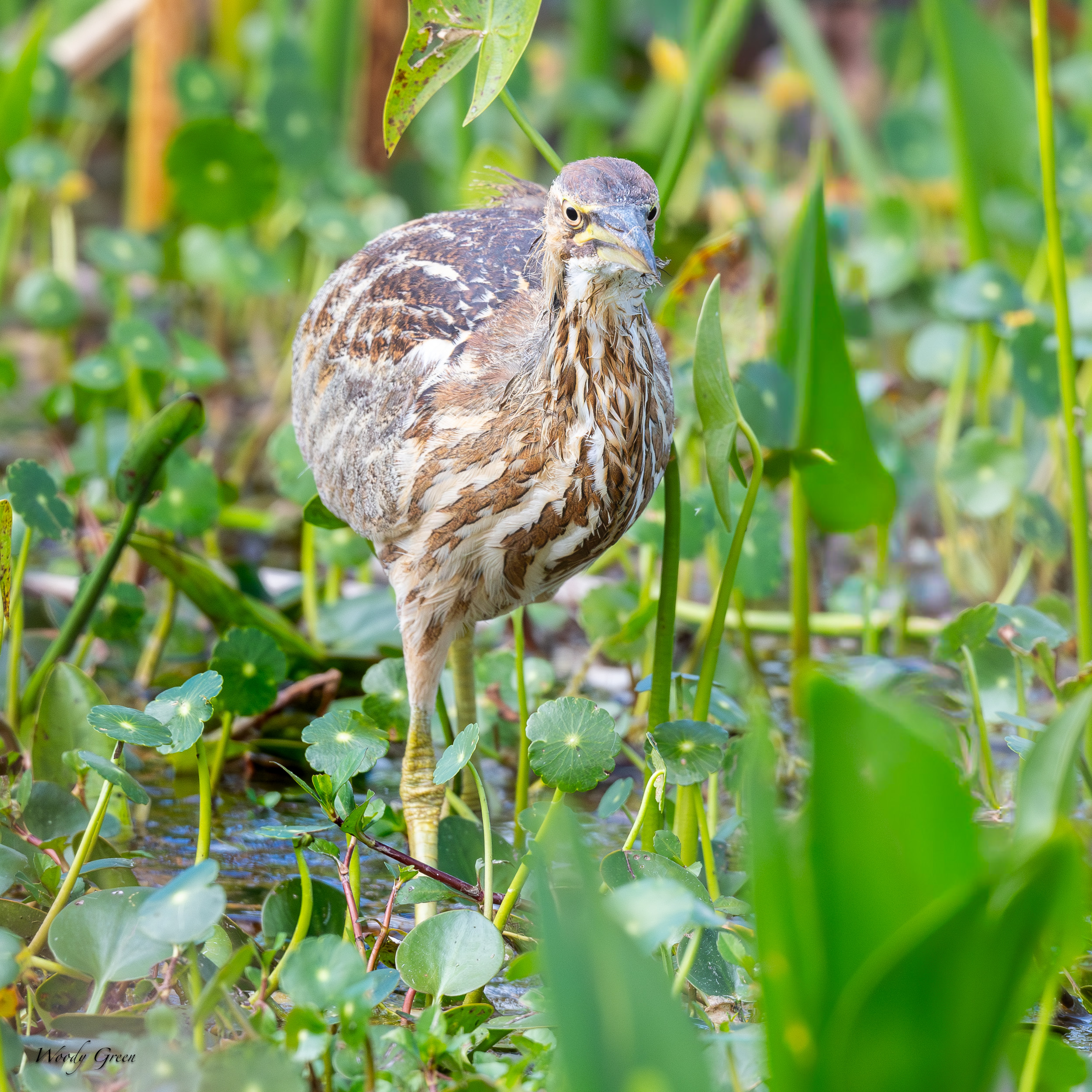 Bittern-631.jpg