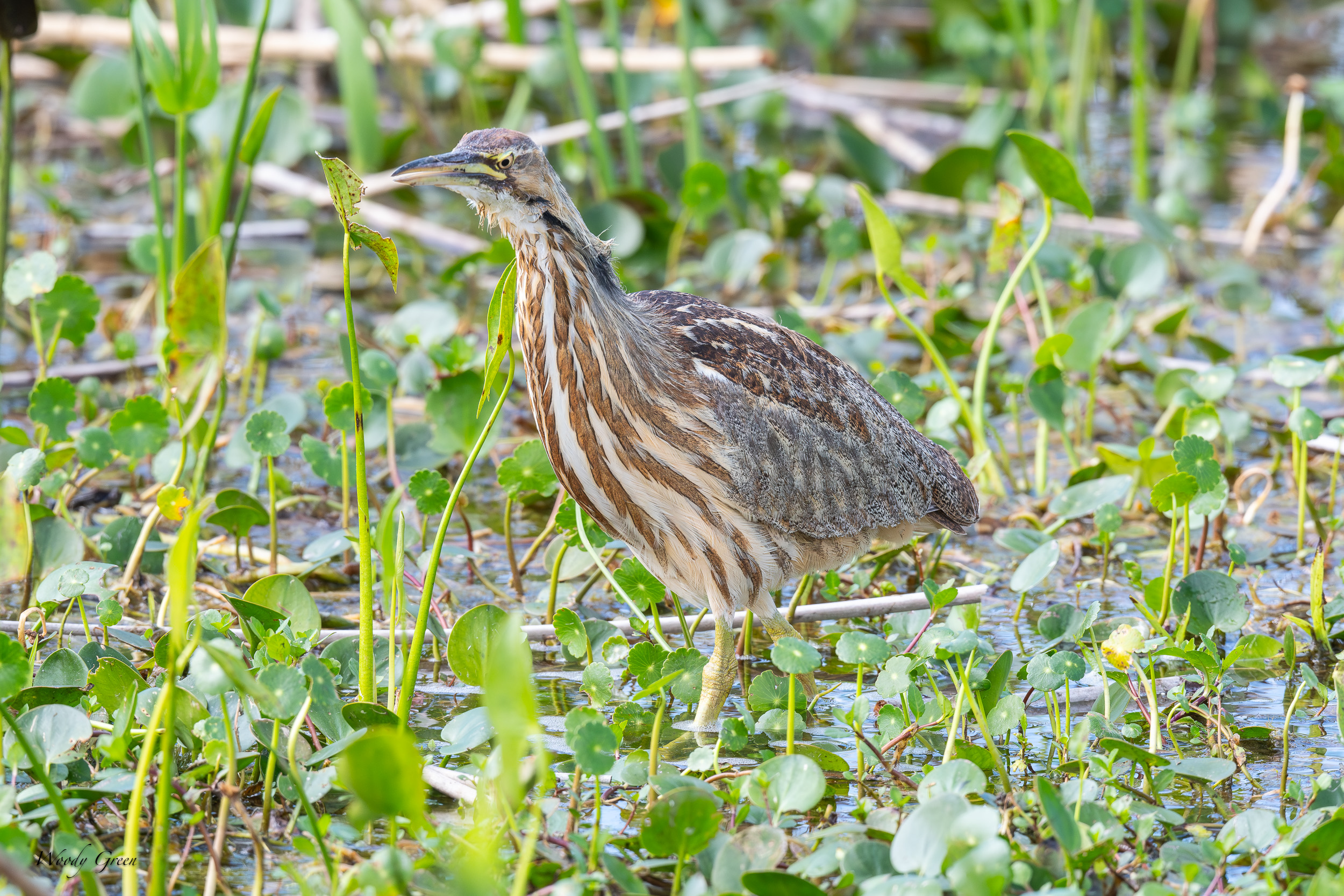 Bittern-632.jpg