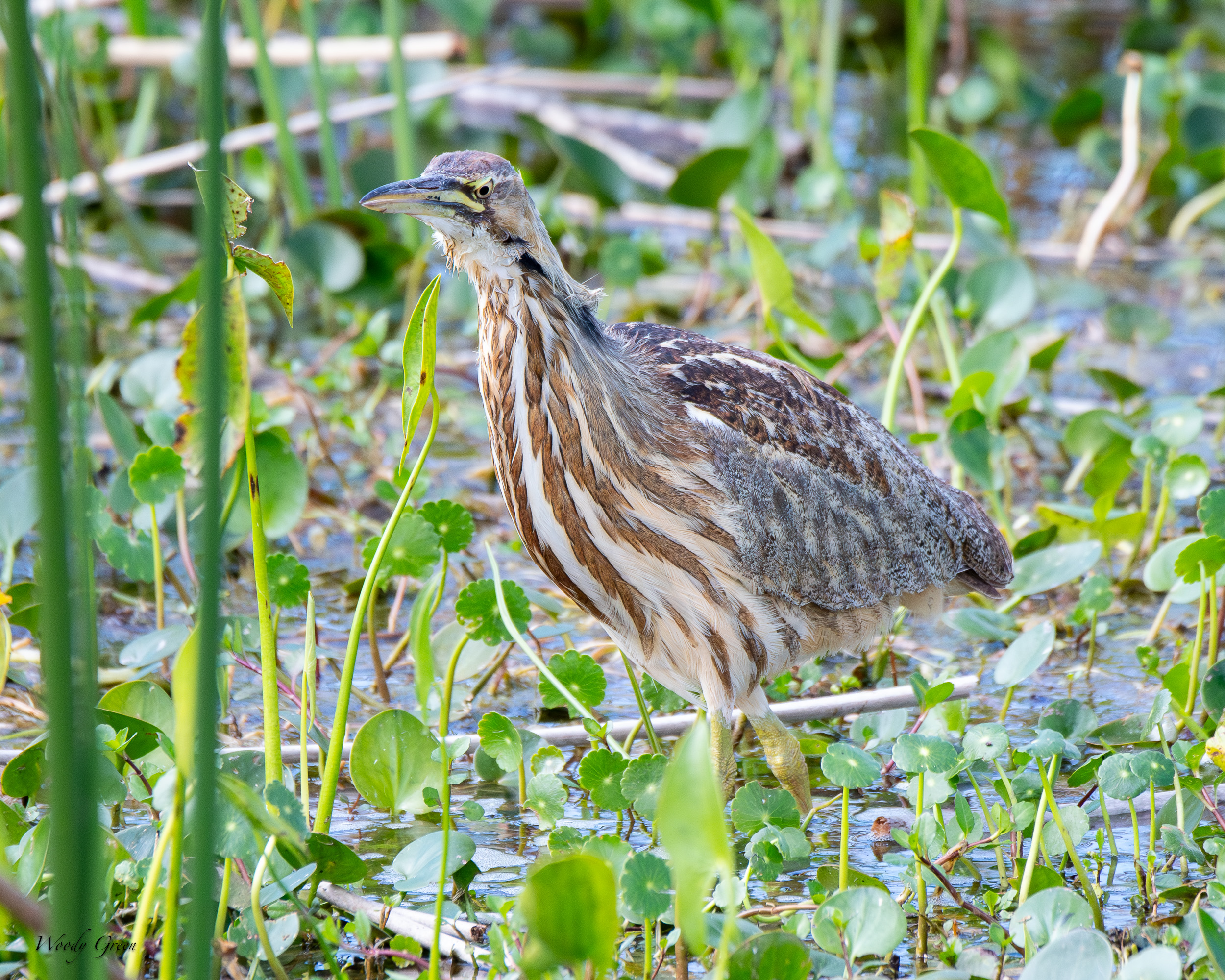Bittern-634.jpg