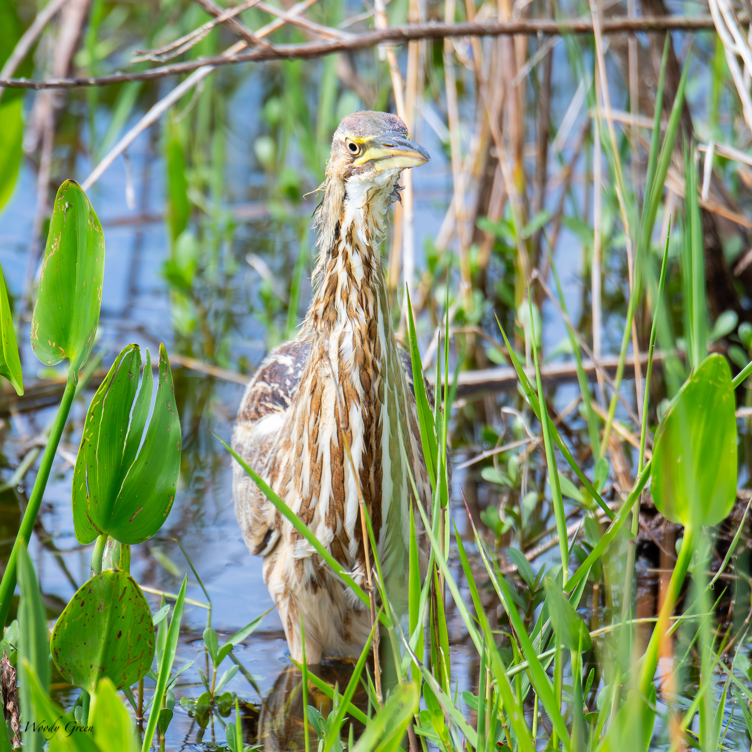 Bittern-636.jpg