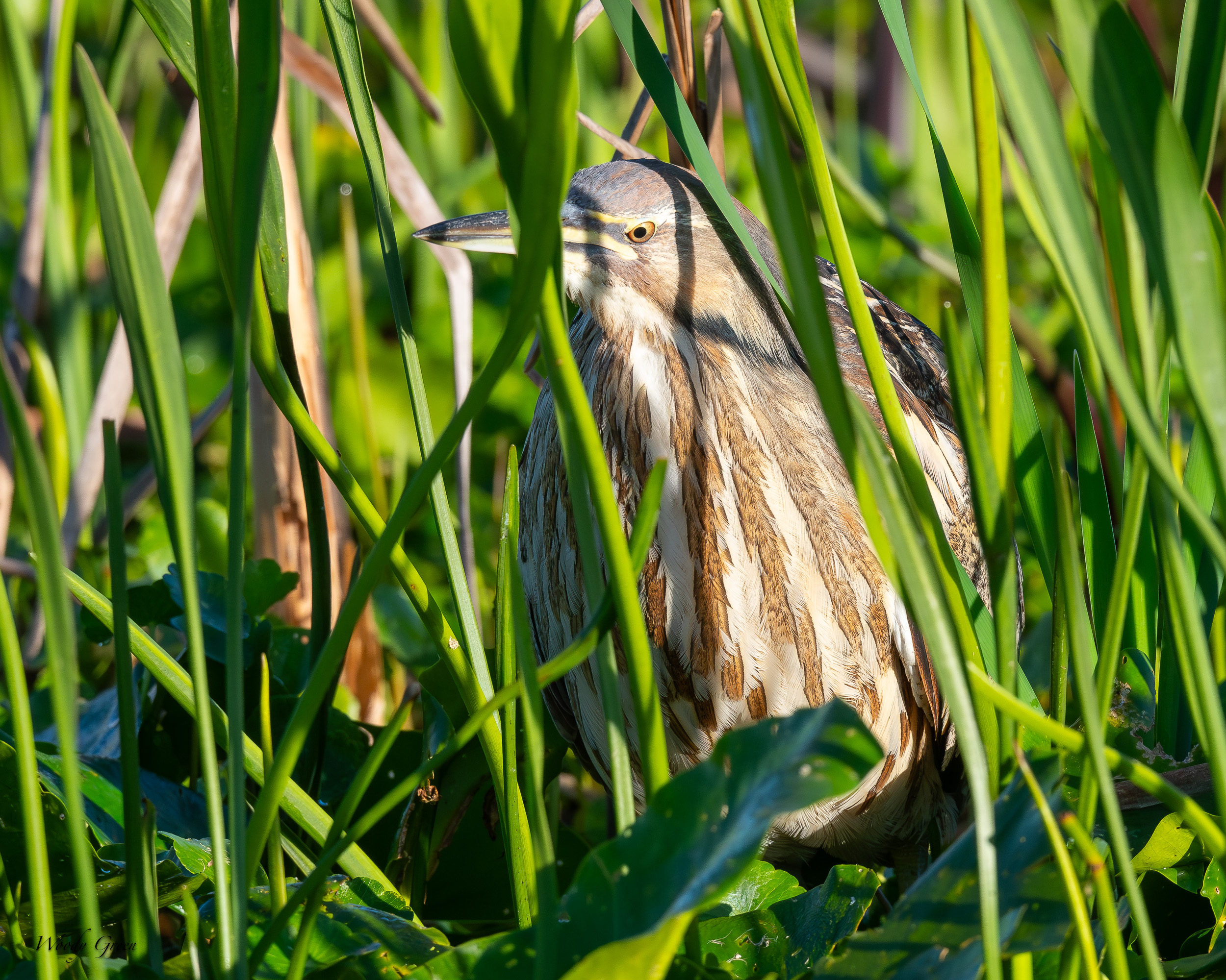 Bittern-638.jpg