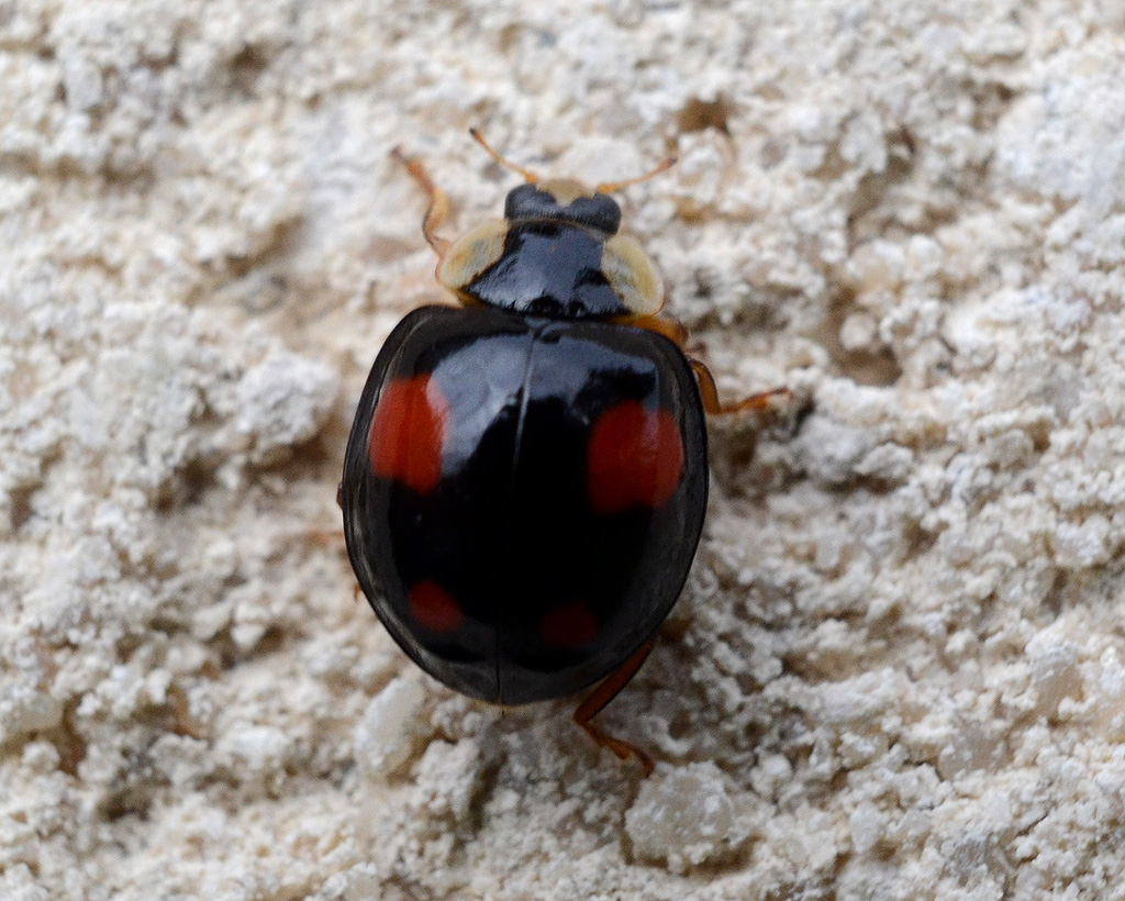 Black and red harlequin.jpg