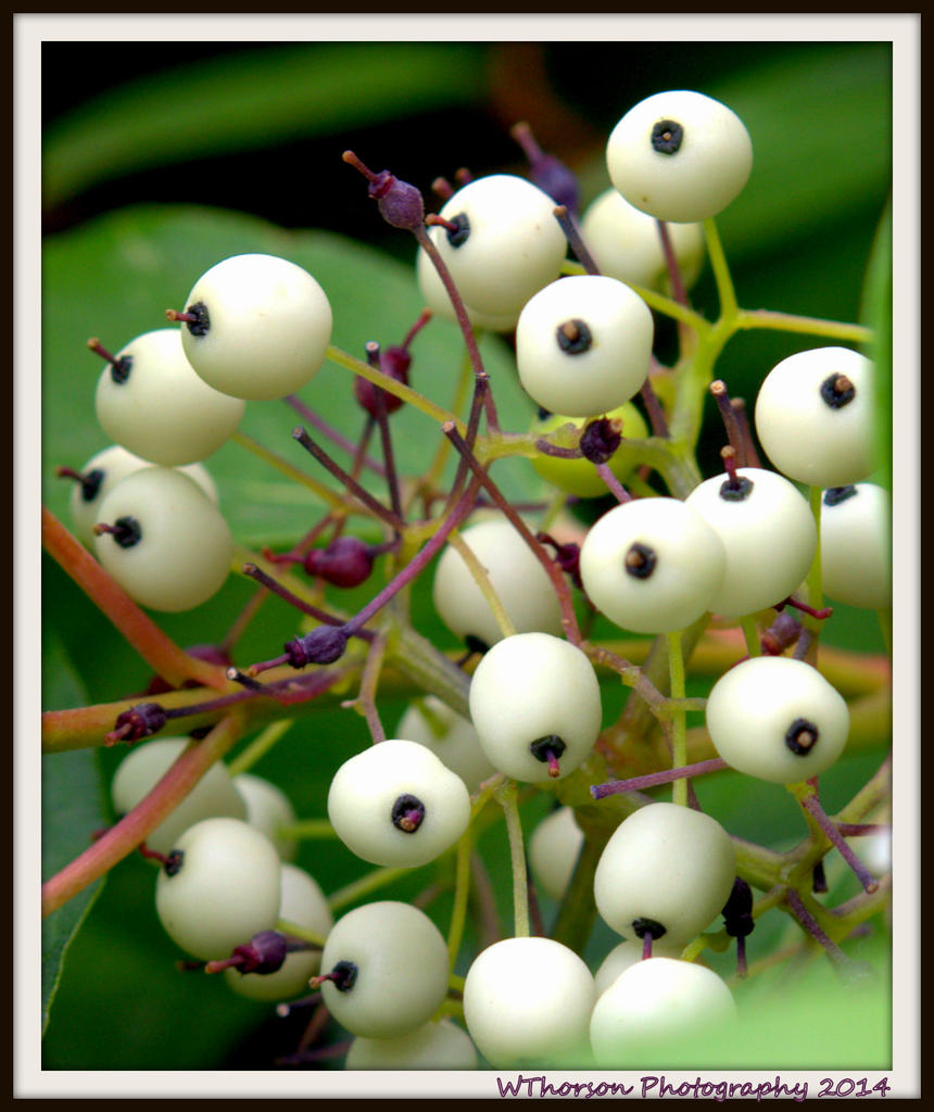 Black and White Berries.jpg
