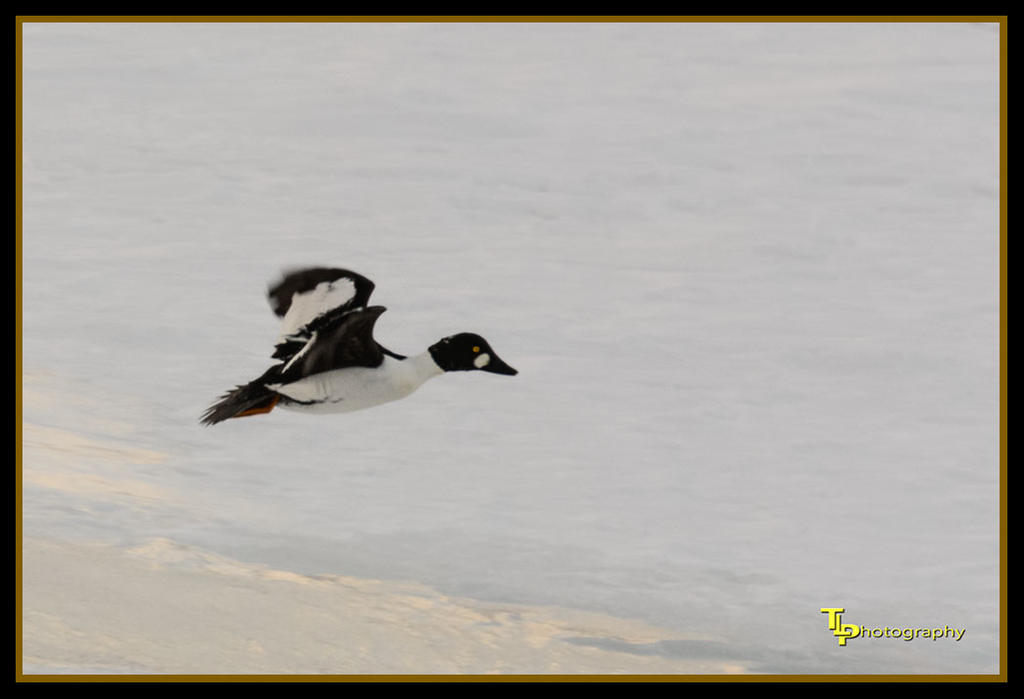 Black and White Bird Day 51.jpg