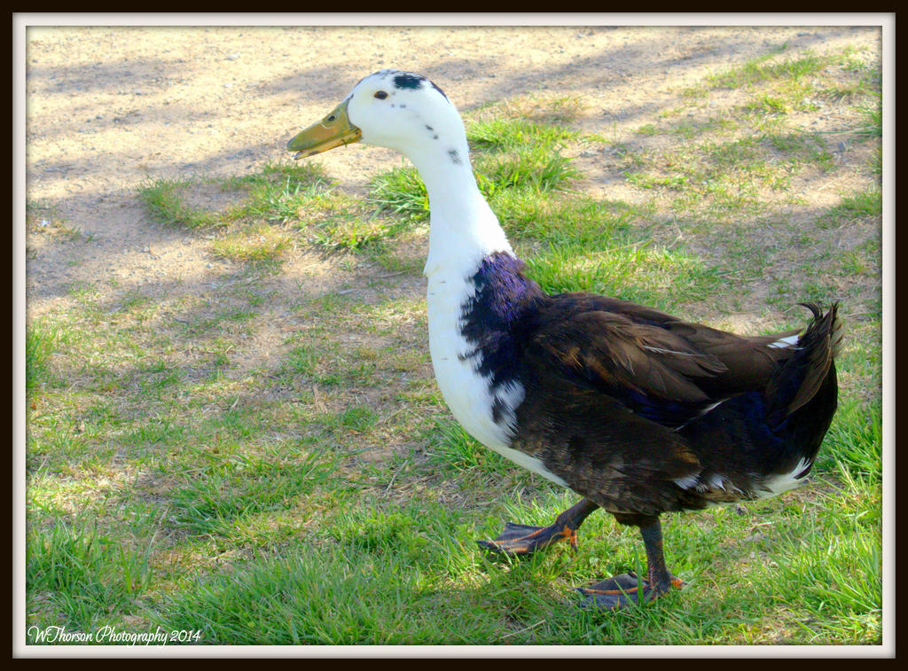 Black and White Duck.jpg