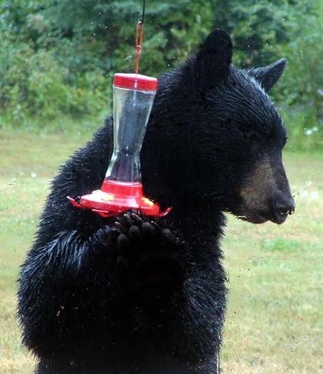 black bear.jpg