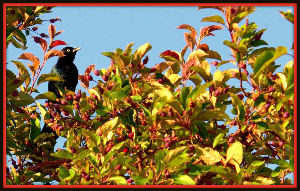 Black Bird in a Green and Red Tree.jpg