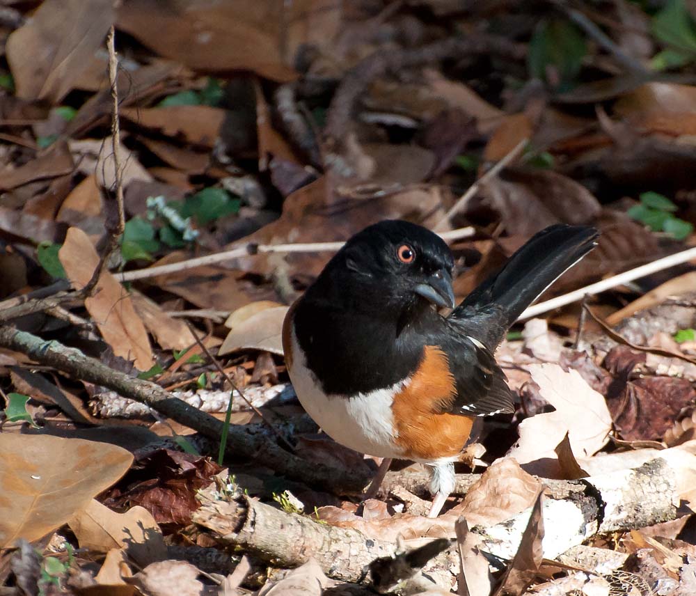 black bird.jpg