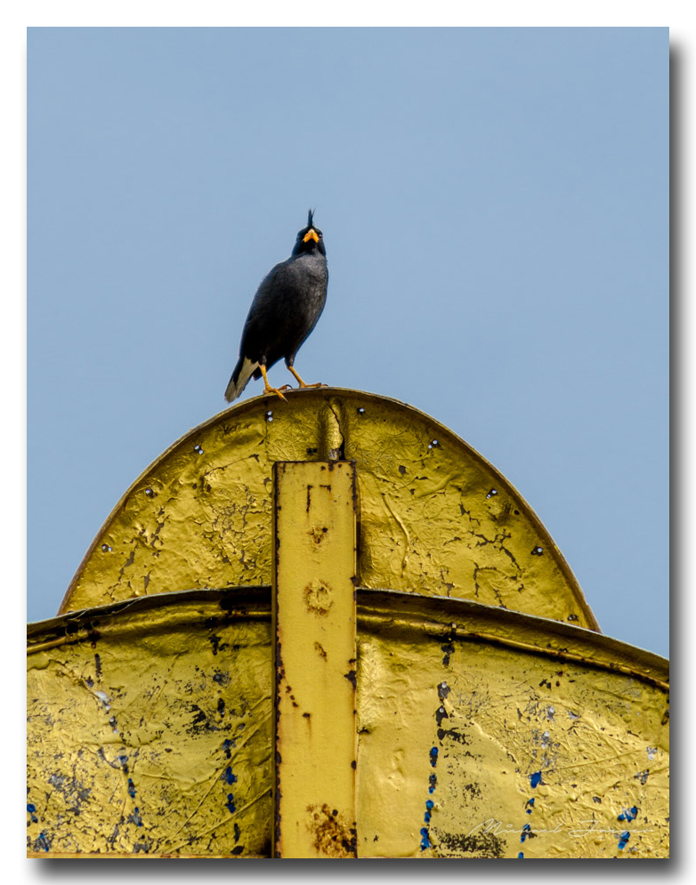 black-bird-ype-banbung (1).jpg