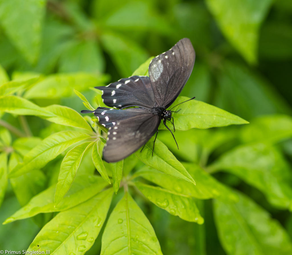 Black Butterfly.jpg