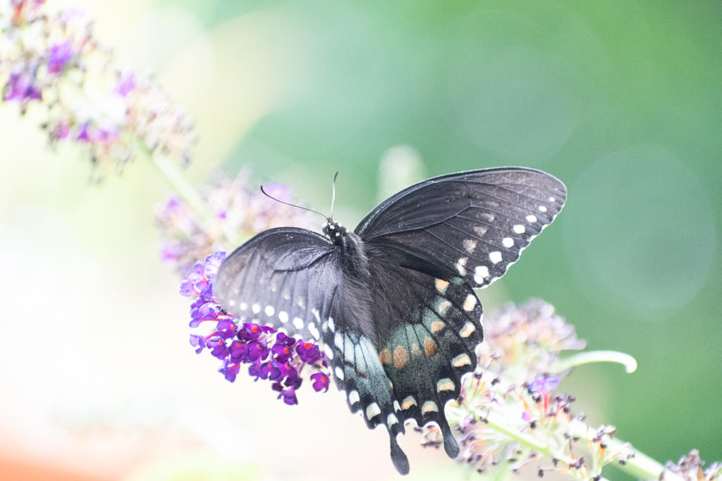 Black Butterfly on Butterfly Plant OOC -2029.jpg