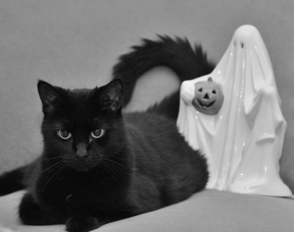 Black Cat and Ghost_01.JPG