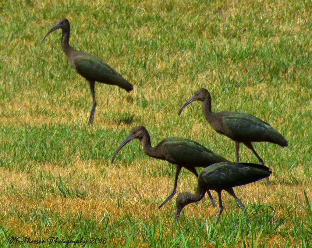 Black Crane's,Ibis,Heron  #2 8-8-2016.jpg
