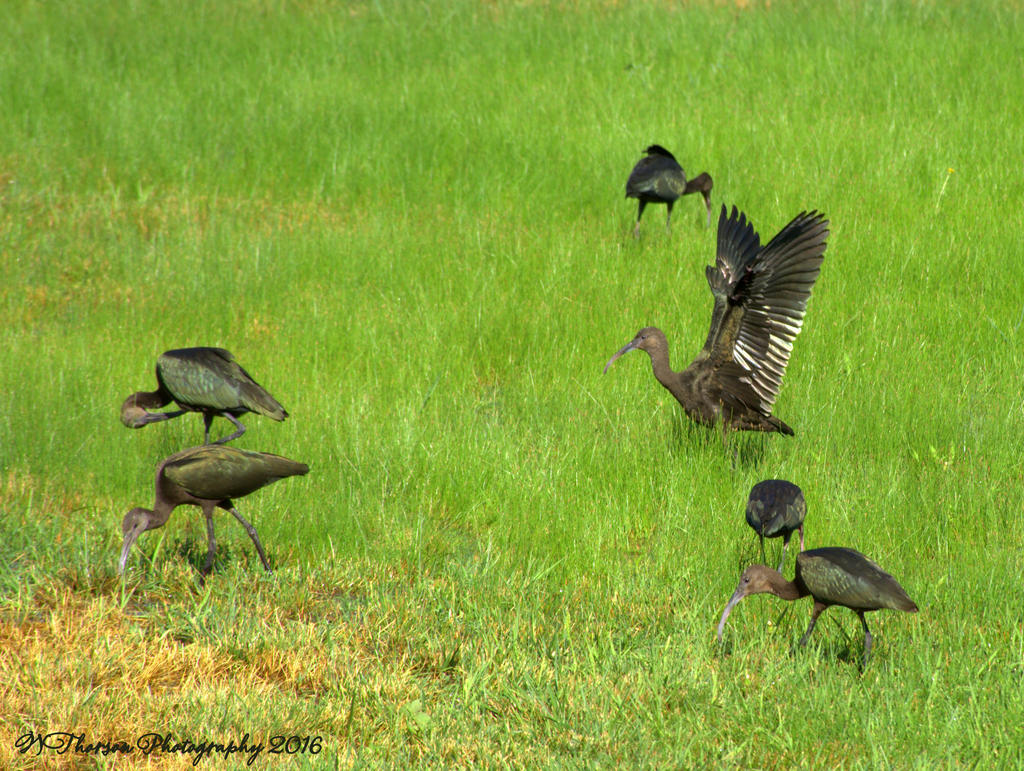 Black Crane's,Ibis,Heron  #3 8-8-2016.jpg