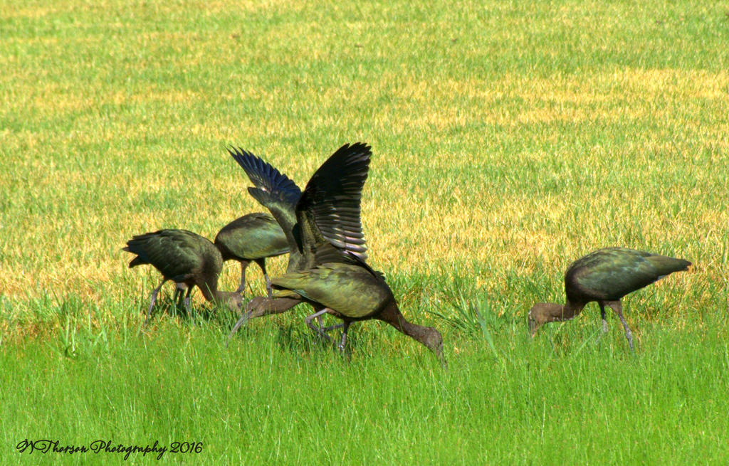 Black Crane's,Ibis,Heron  #4 8-8-2016.jpg
