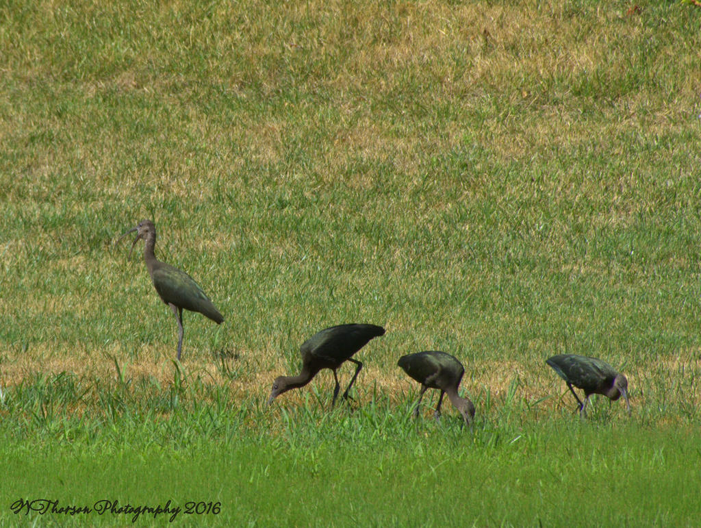 Black Crane's,Ibis,Heron  8-8-2016.jpg