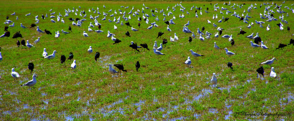 Black Crane's,Ibis,Heron and Seagulls #1 8-8-2016.jpg