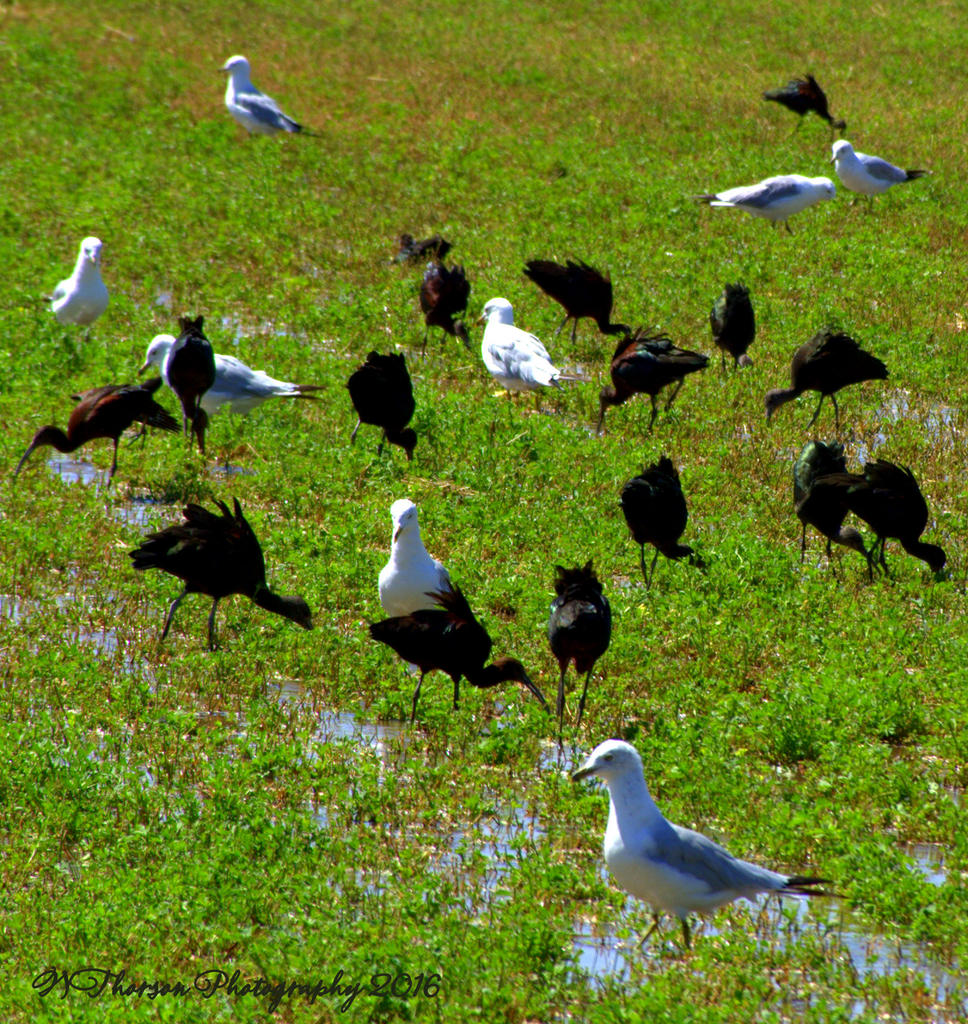 Black Crane's,Ibis,Heron and Seagulls #2 8-8-2016.jpg