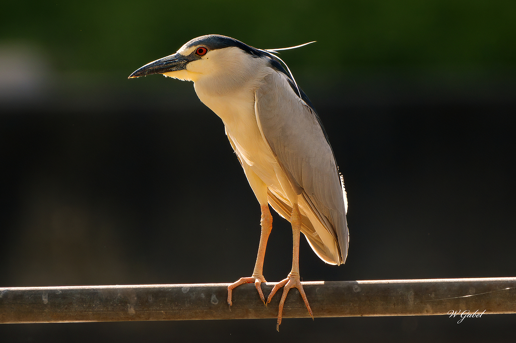 Black crowned night heron 2 sm.jpg