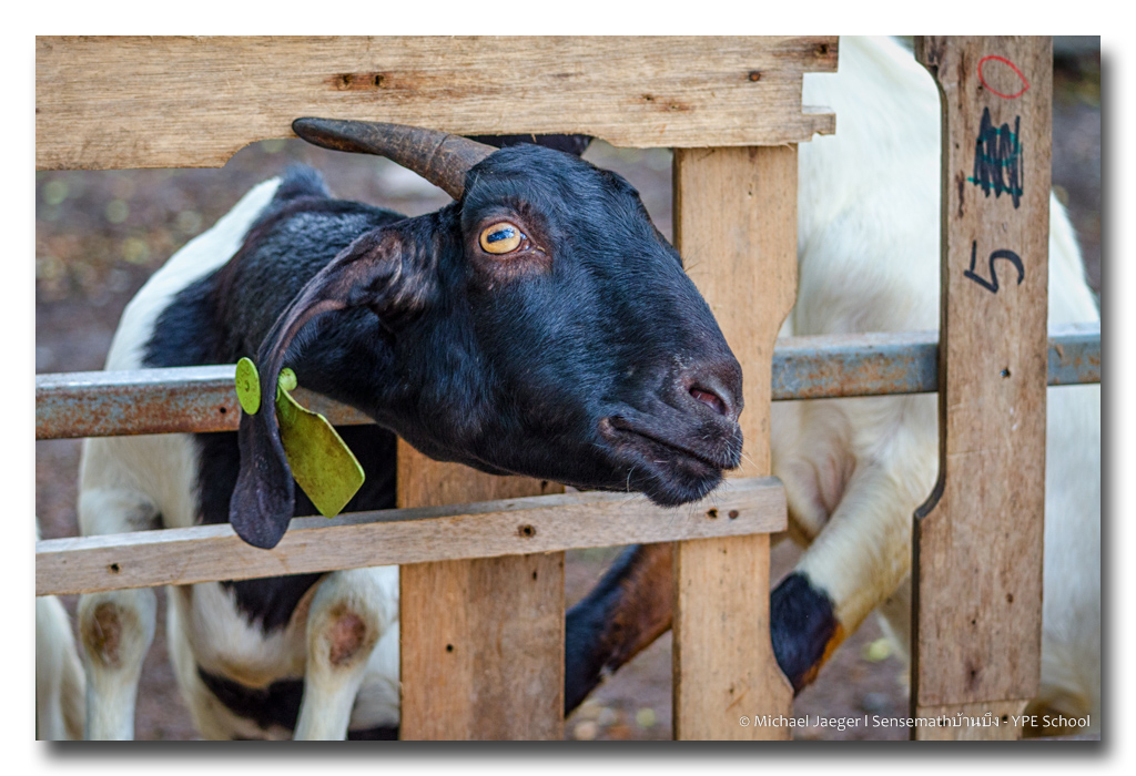 black-head-1-FrameShop.jpg
