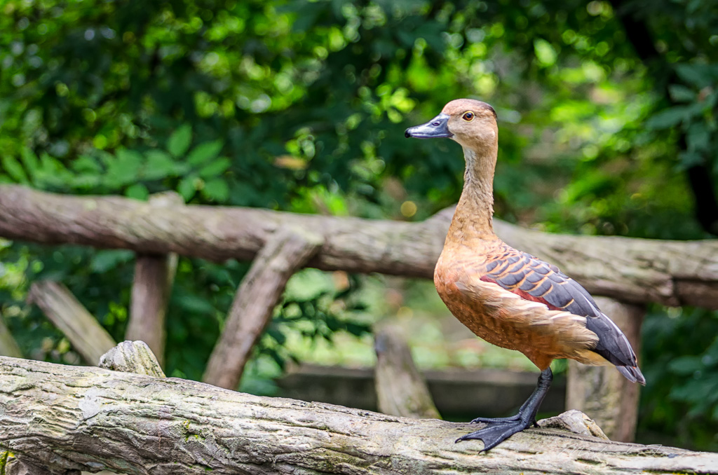 black-peak-duck-1.jpg