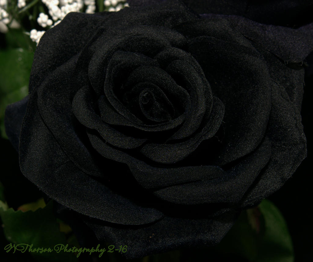 Black Rose 10-30-2016.jpg