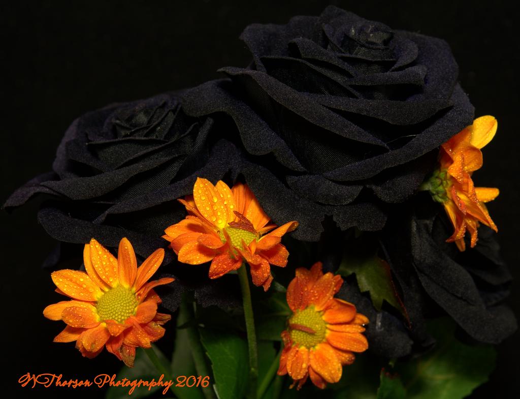 Black Roses with orange Mums 10-30-2016.jpg