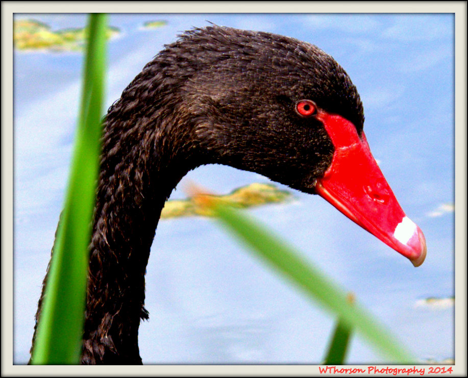 Black Swan 1.jpg