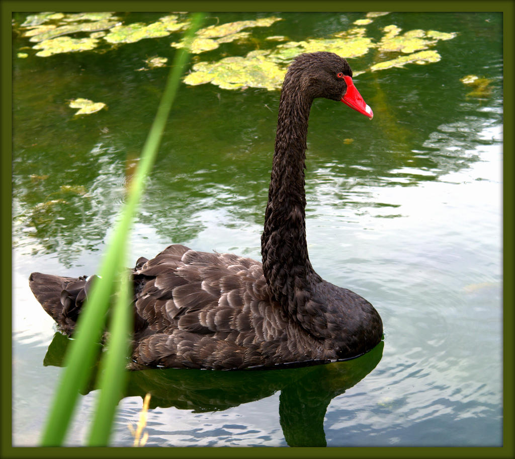 Black Swan 2.jpg