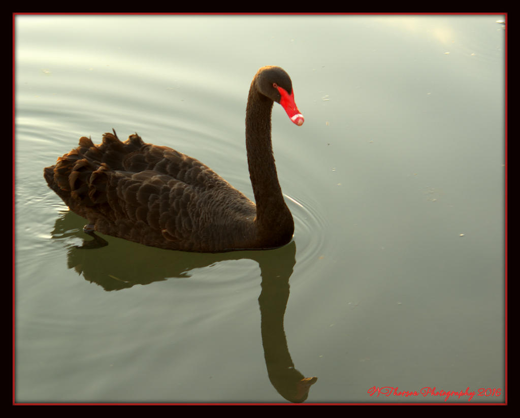 Black Swan 3-5-2016.jpg