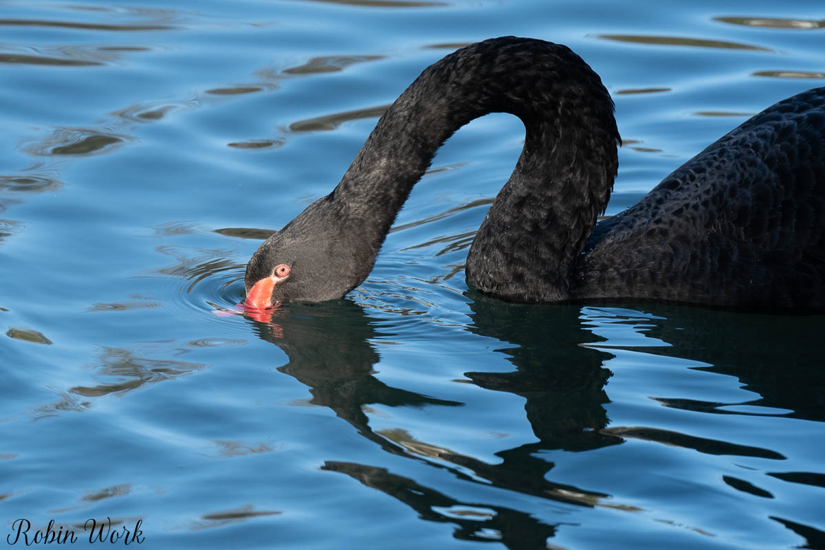 Black Swan1.jpg