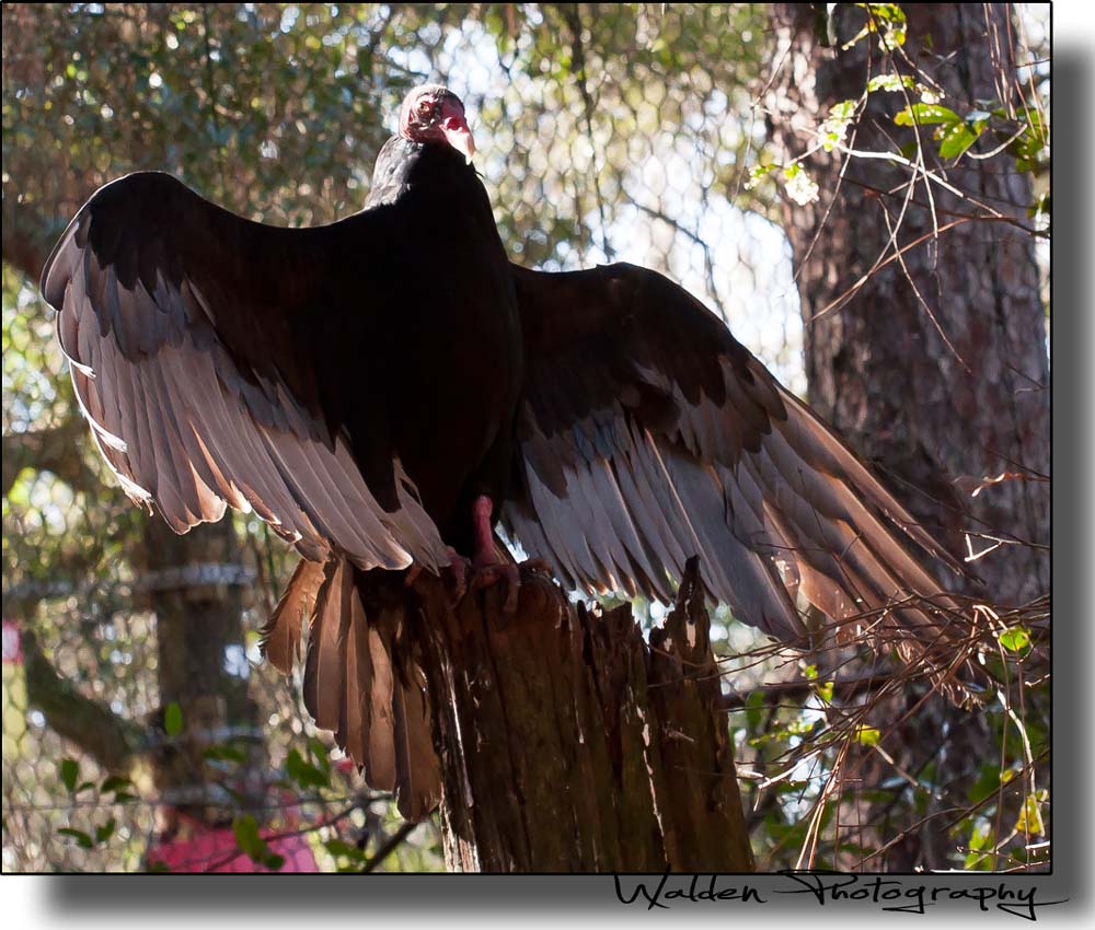 Black Vulture 1.jpg