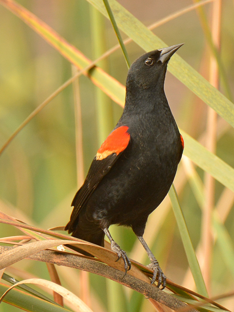 Blackbird.jpg