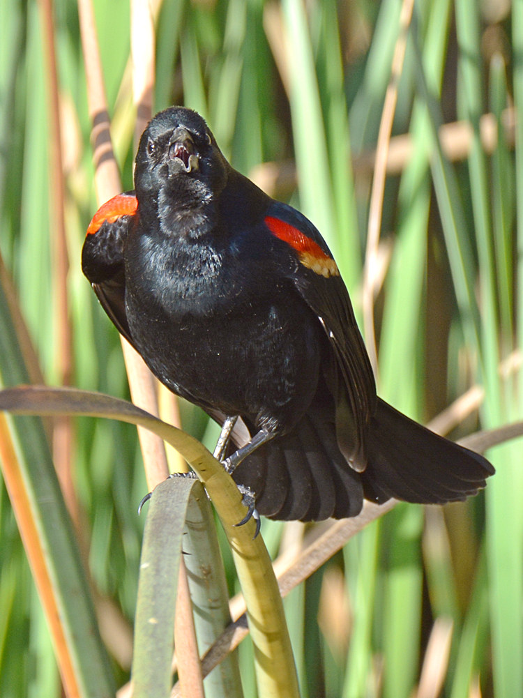 Blackbird.jpg