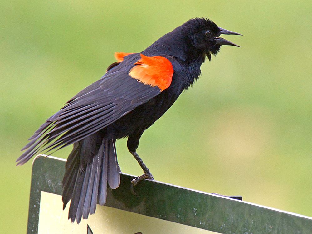 Blackbird.jpg