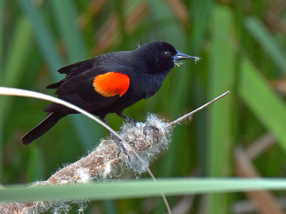 Blackbird.jpg