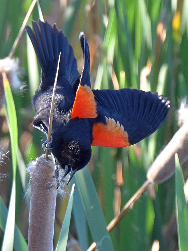 Blackbird.jpg