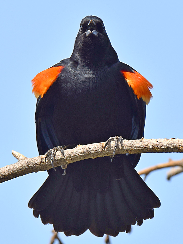 Blackbird.jpg