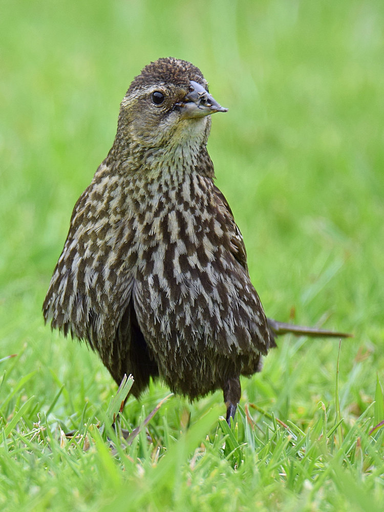 Blackbird.jpg