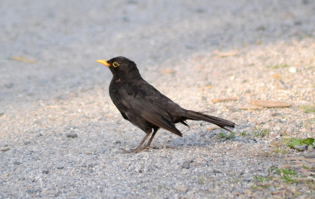 Blackbird.jpg