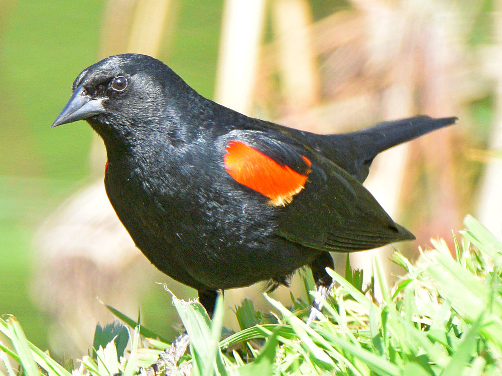 Blackbird.jpg