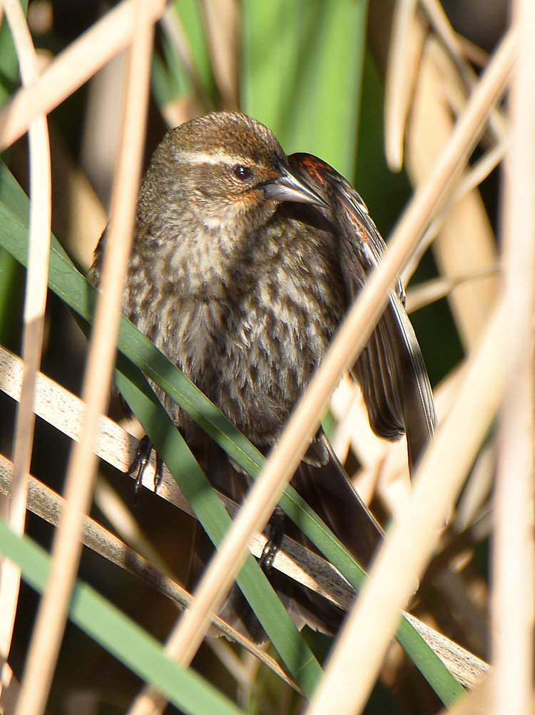 Blackbird.jpg