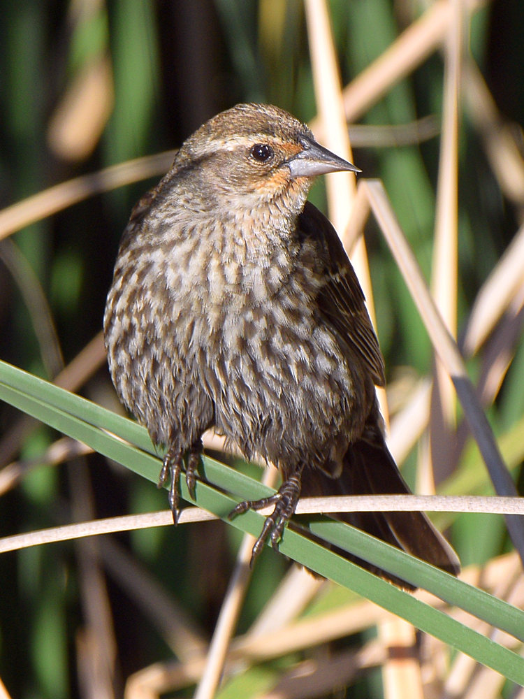 Blackbird.jpg