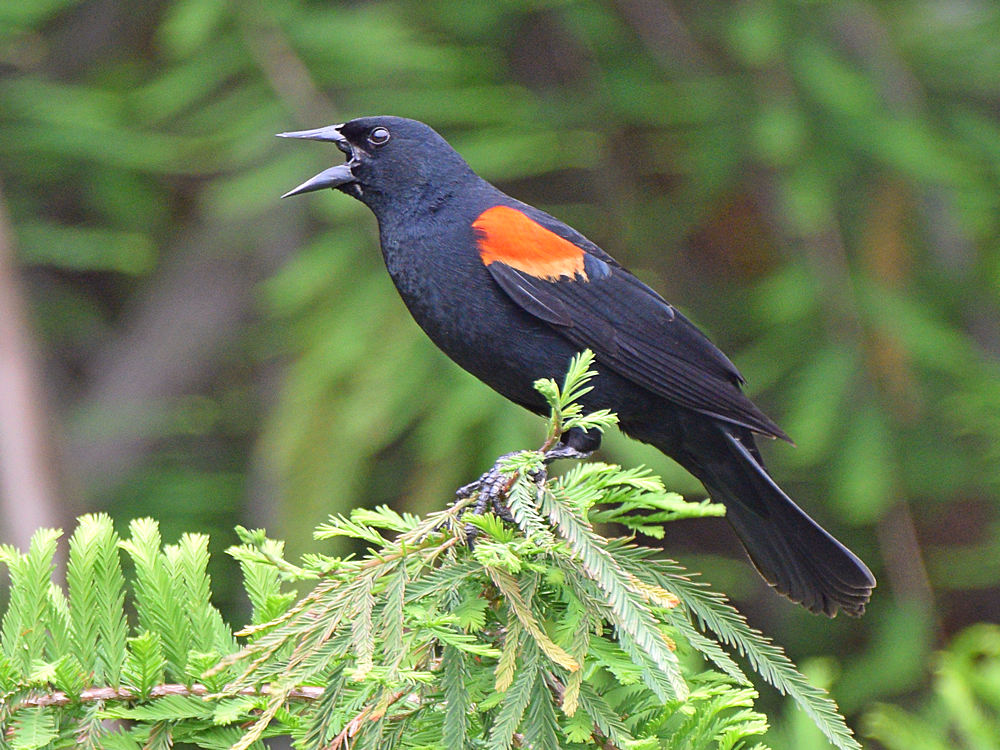 Blackbird.jpg