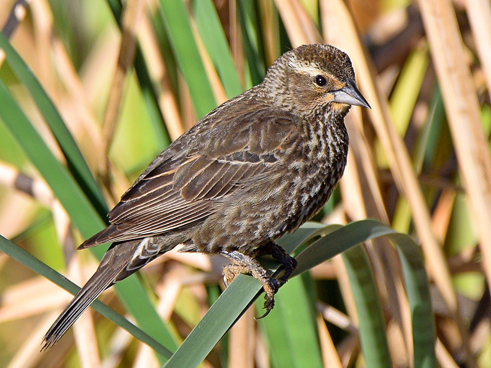 Blackbird.jpg